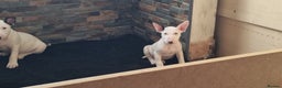 English Bull Terrier dogs for sale: Beautiful k.c reg bully pups  ready to go - Advert 14