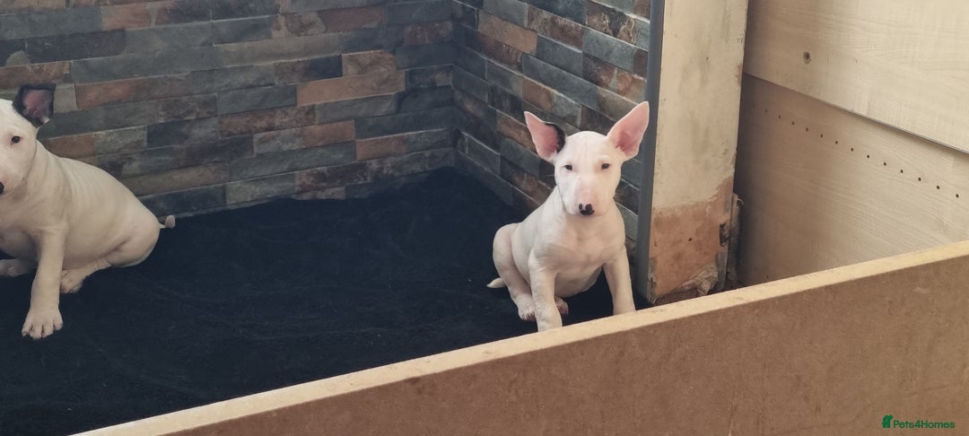 English Bull Terrier dogs for sale: Beautiful k.c reg bully pups  ready to go - Advert 14