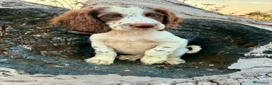 Sprocker 3