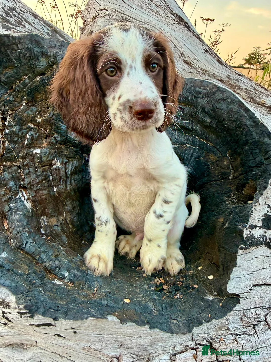 Sprocker dogs for sale: Sprocker puppies for sale  - Advert 2