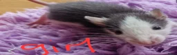 Rat rodents for sale: Baby rats  - Advert 3