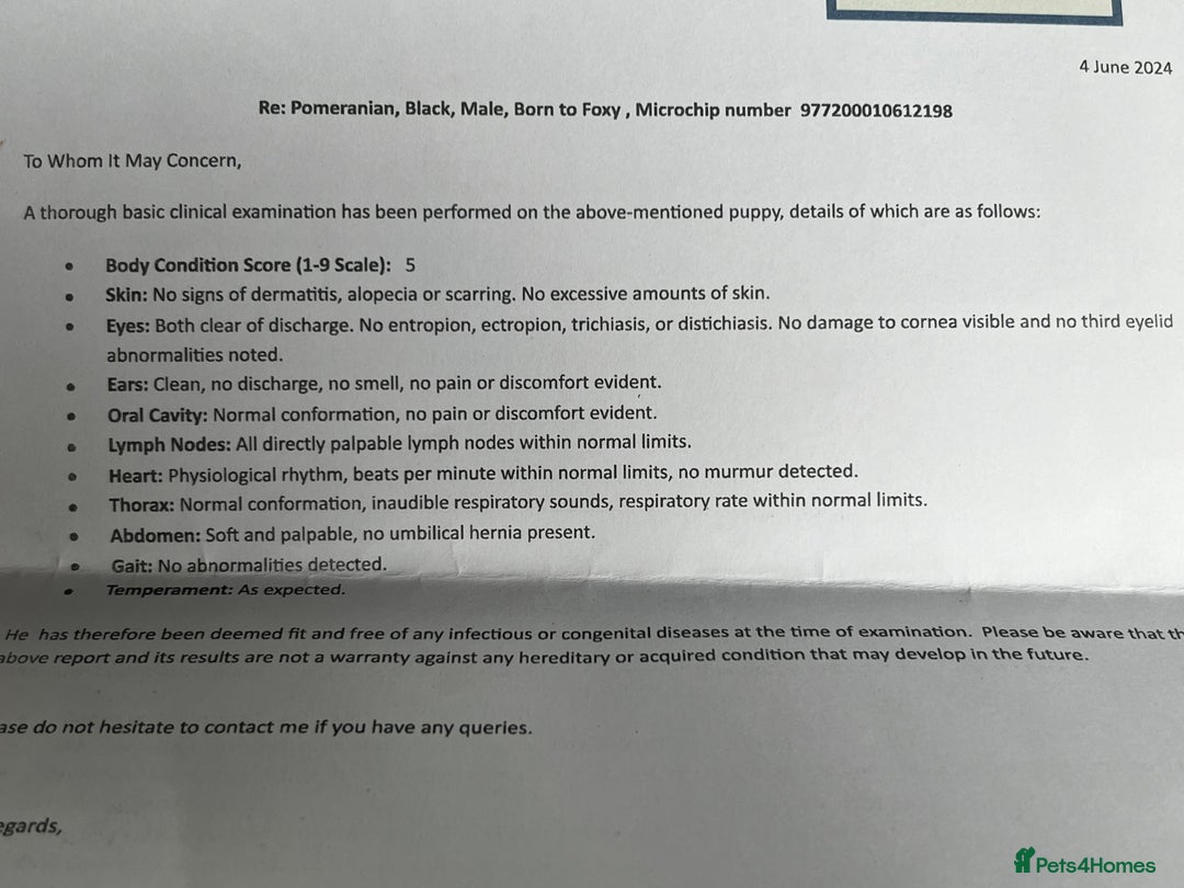 Pomeranian dogs for sale: Stunning young male Pomeranian  - Advert 6