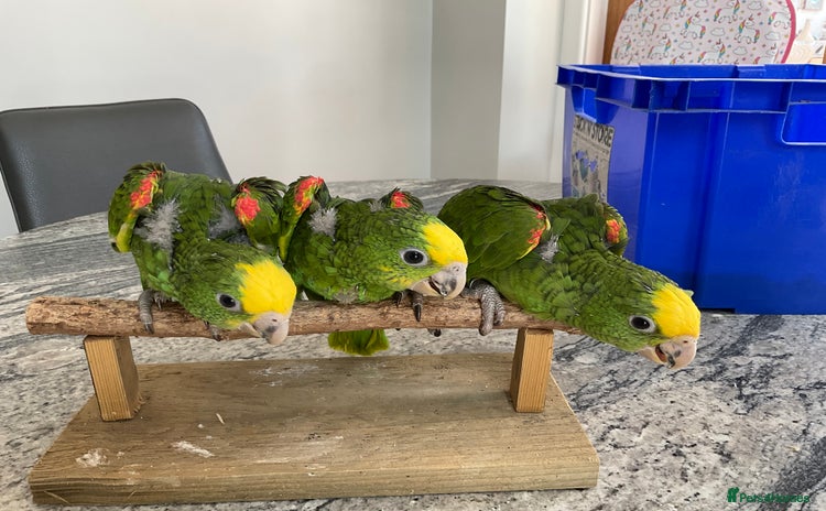 Parrots birds - Advert 1