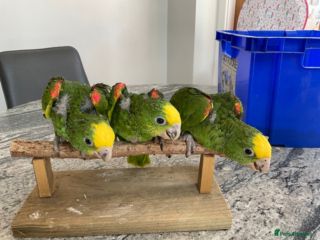 Parrots birds for sale: BABY HANDREARED DOUBLE YELLOW HEADED AMAZONS - Image 1