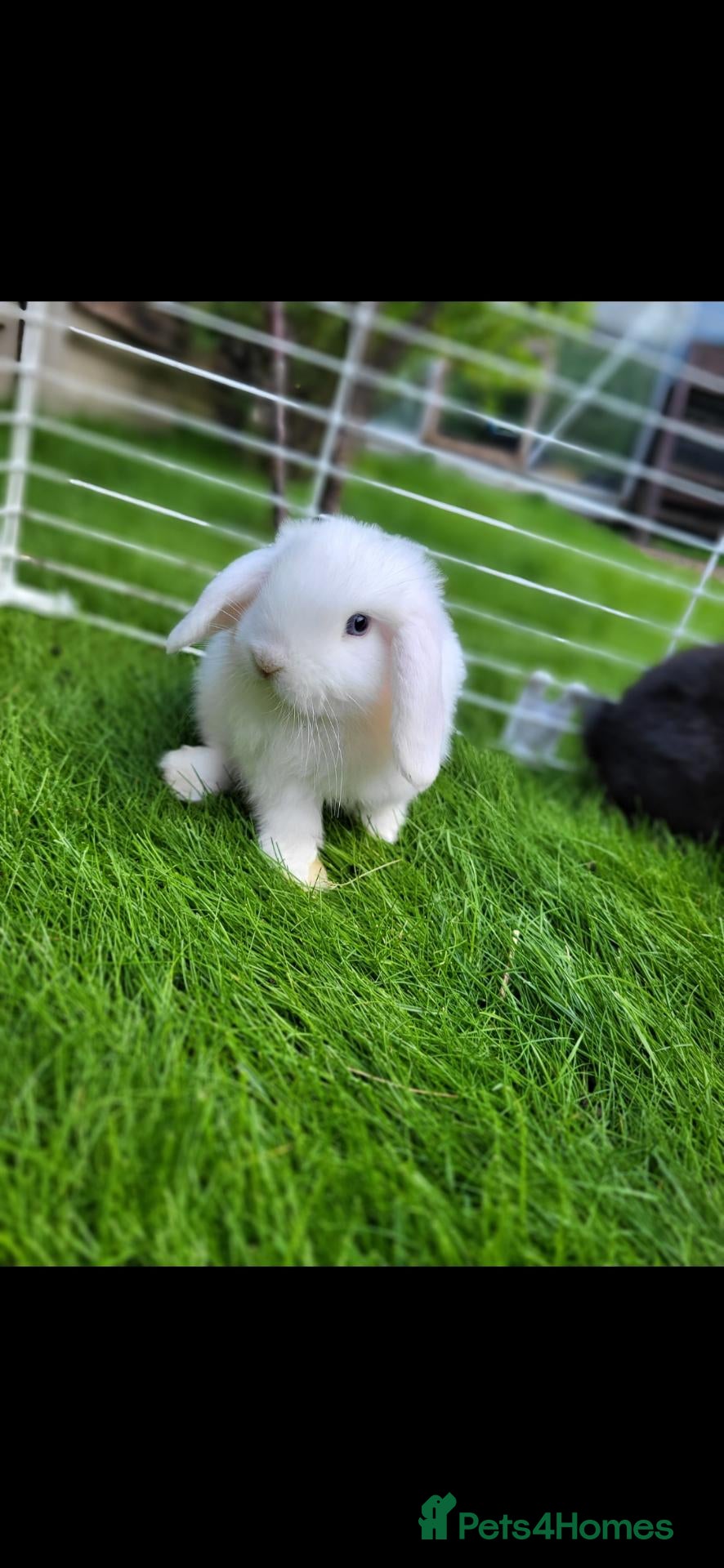 Mini Lop rabbits Beautiful Mini lop looking good a home . - Advert 13