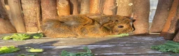 Guinea Pig rodents for sale: Abyssinian/ long-haired babies - Advert 7