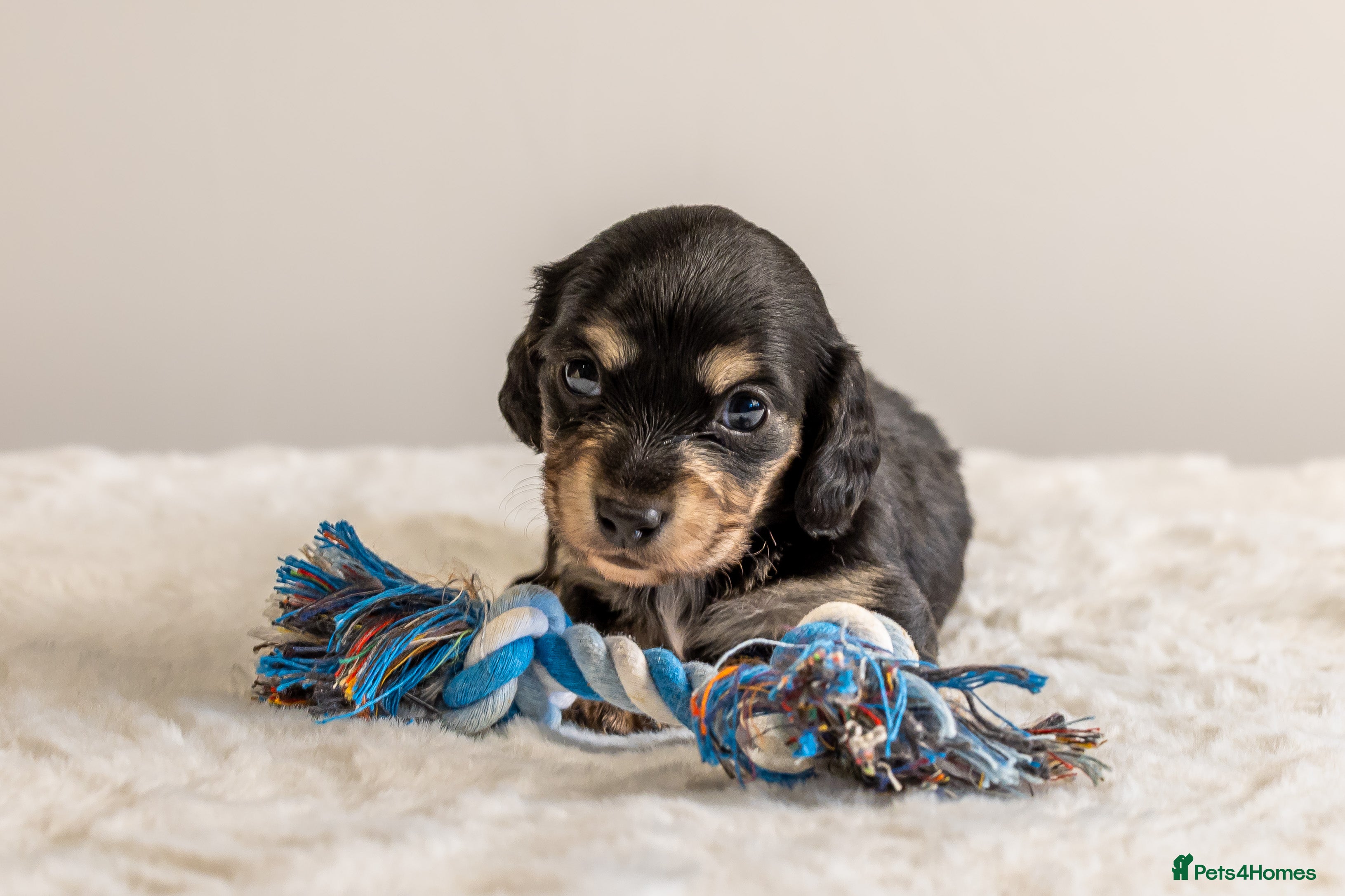 Miniature Dachshund dogs Exceptional PRA clear Champion miniature L/H dachs - Advert 8