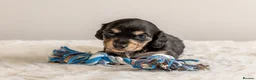 Miniature Dachshund dogs for sale: Exceptional PRA clear Champion miniature L/H dachs - Advert 8