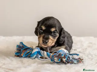 Miniature Dachshund dogs Exceptional PRA clear Champion miniature L/H dachs - Advert 8