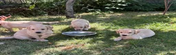 Labrador Retriever dogs for sale: Gorgeous KC Reg Labrador puppies - Advert 3