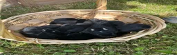 Netherland Dwarf rabbits for sale: Beautiful Netherland Dwarf babies.  - Advert 7