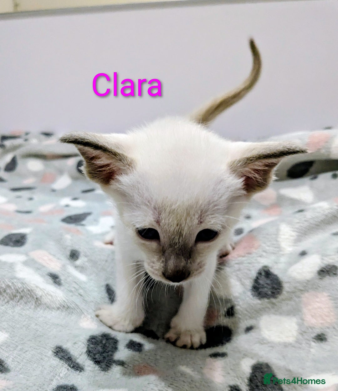 Siamese cats for sale: 6 little monkeys 🩷🩵 - Advert 16