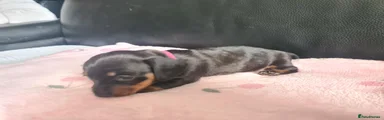 Miniature Dachshund 4
