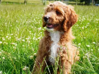 Australian Labradoodle dogs 6 Australian Labradoodles Pups - READY NOW - Advert 15
