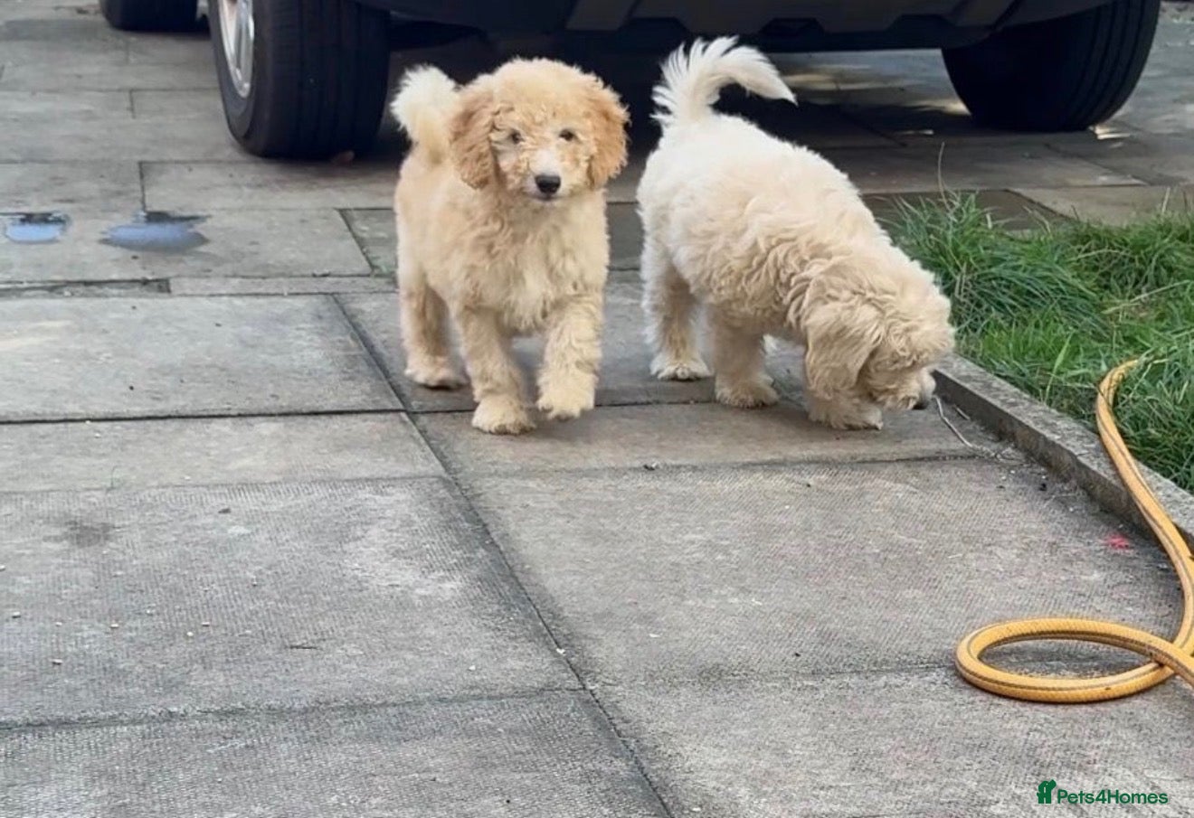 Mini Goldendoodle dogs 2 beautiful mini goldendoodle puppies ❤️ - Advert 2