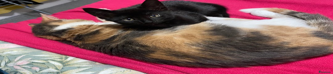 Domestic Shorthair Kitten 3