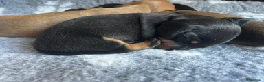 Miniature Dachshund Puppy 1