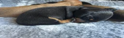 Miniature Dachshund dogs for sale: Miniature Dachshund Puppies - Advert 3