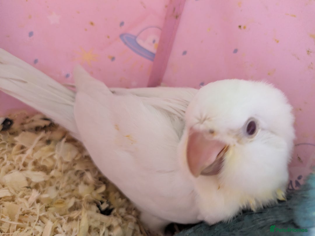 Parakeets birds for sale: Hand reared tamed white and cobalt Quaker parrots  - Image 8