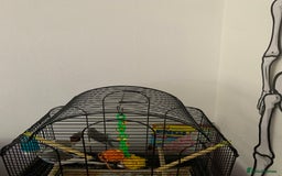 Budgerigars birds for sale: 3 budgies and cage  - Image 4