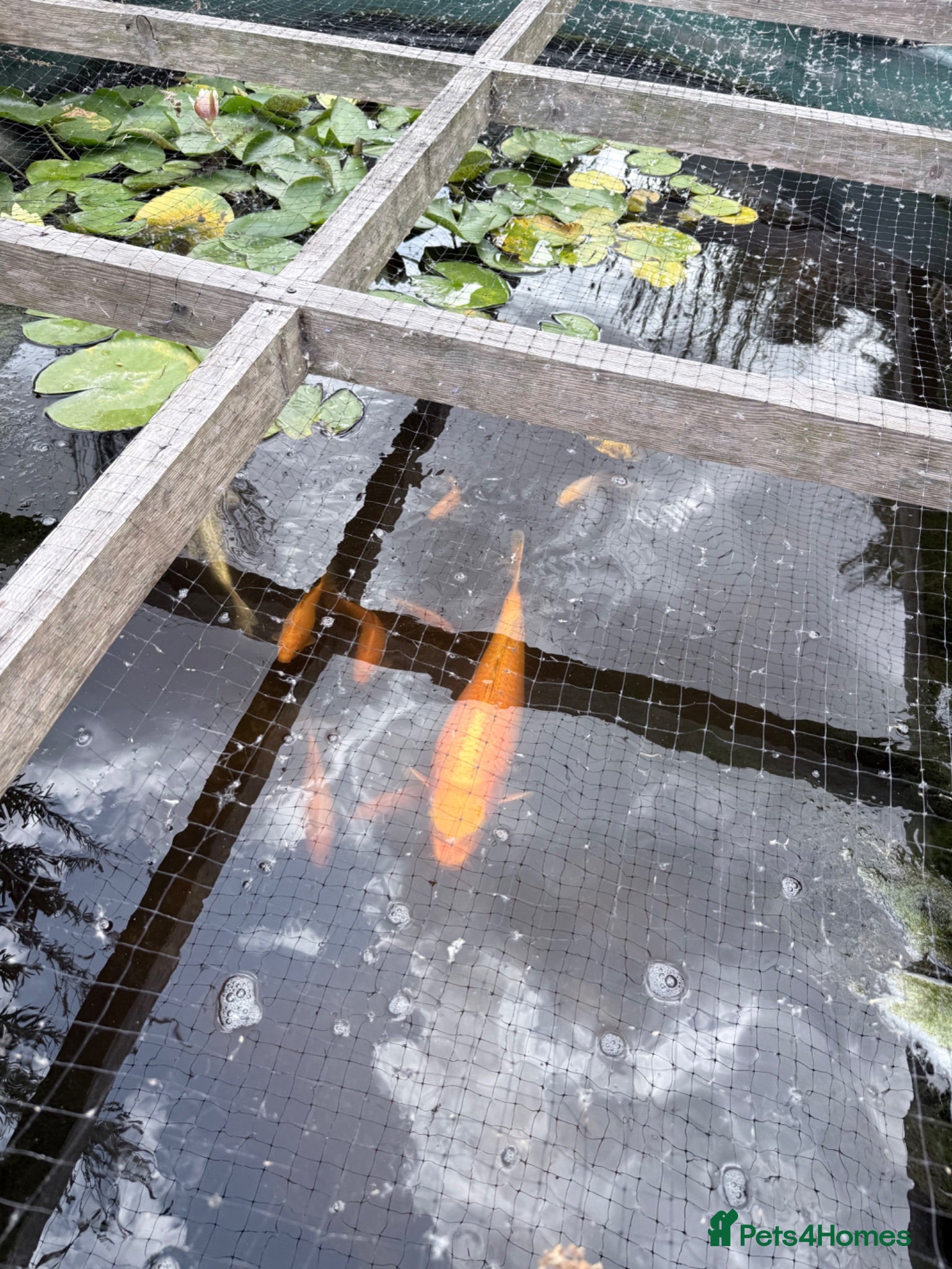 Koi Carp fish Mix of goldfish and koi  - Advert 1