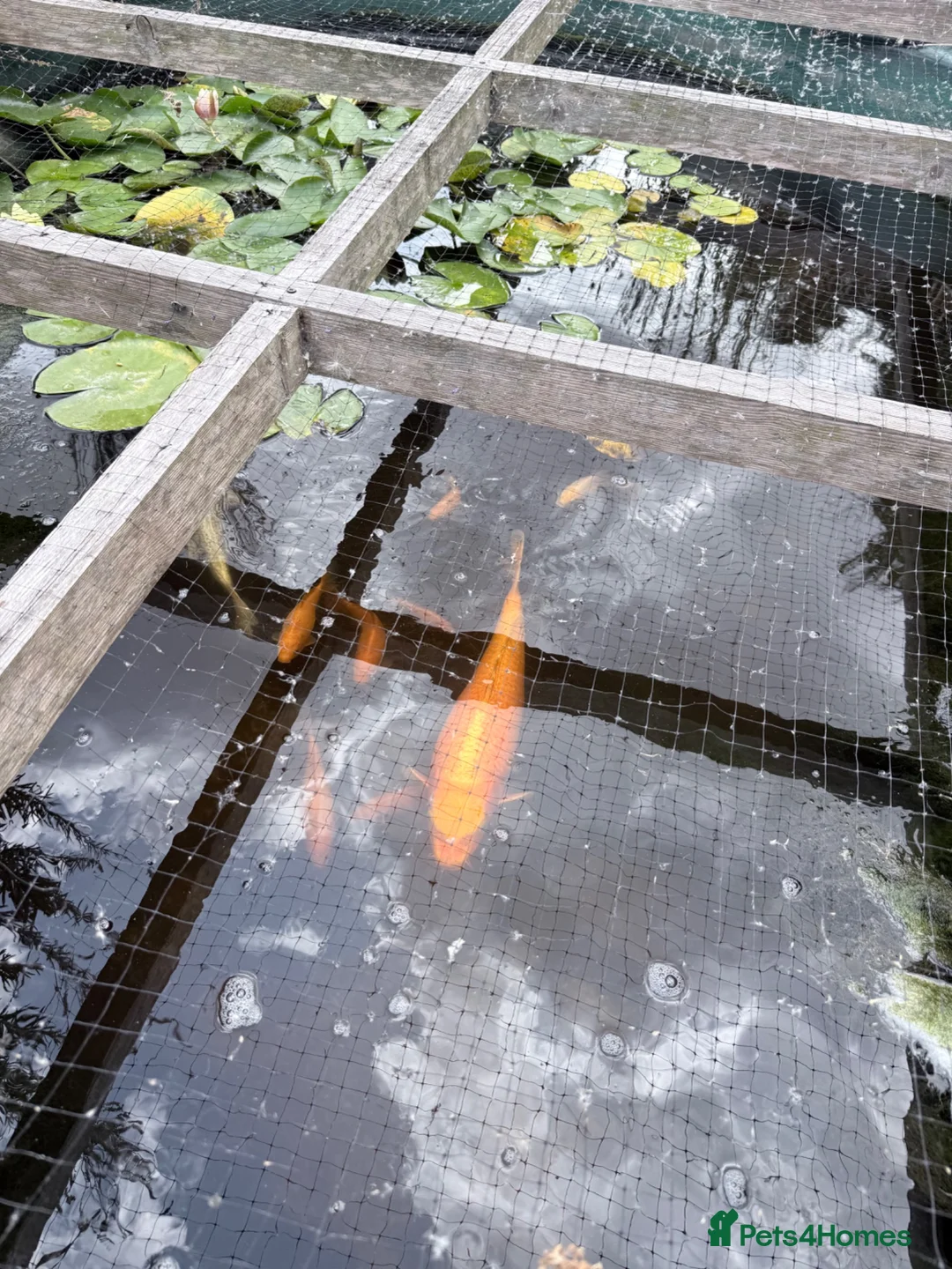 Koi Carp fish for sale: Mix of goldfish and koi  in Hereford - Advert 1