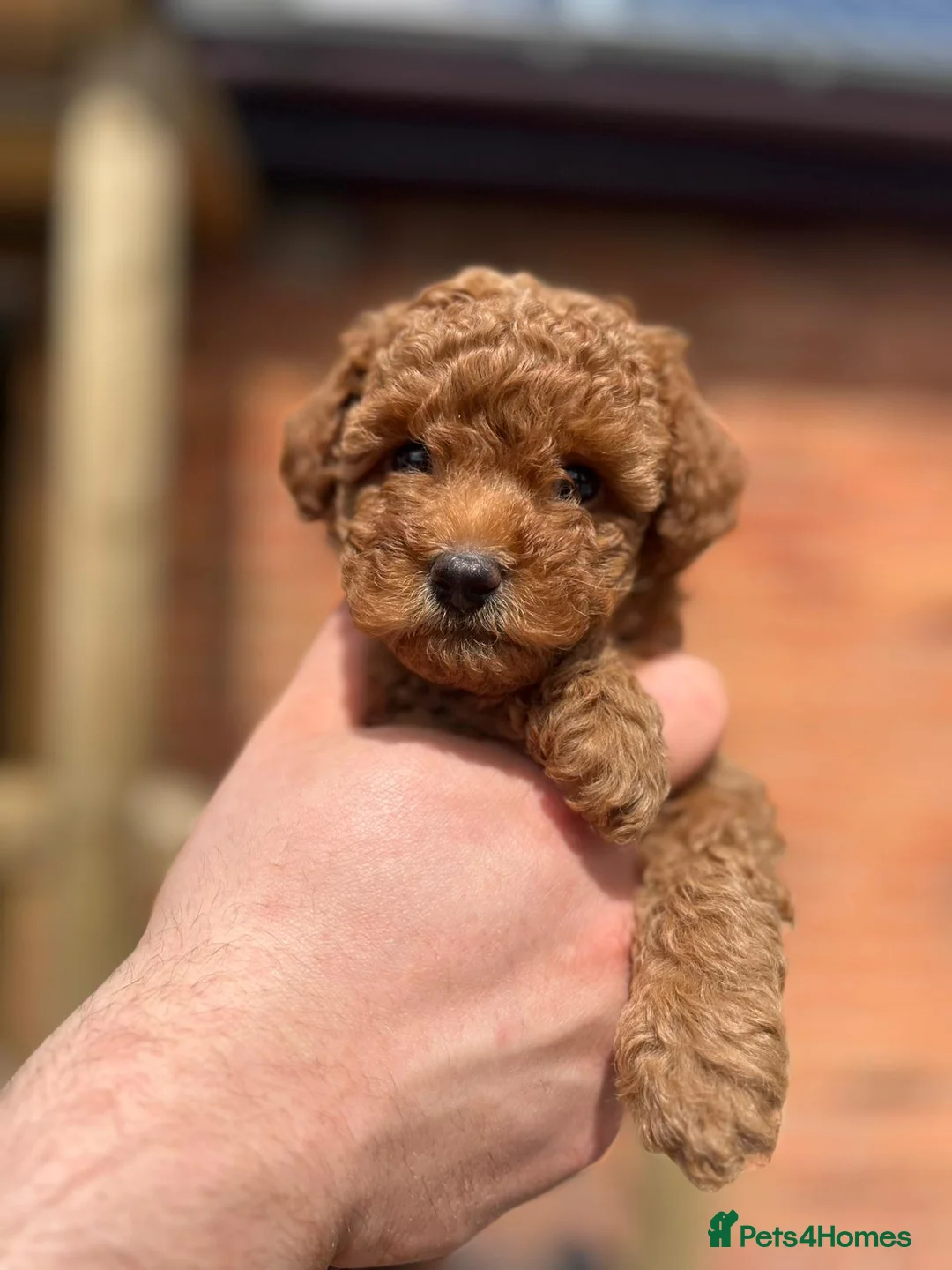 Miniature Poodle dogs for sale: Miniature poodles - 2 male  - Advert 2