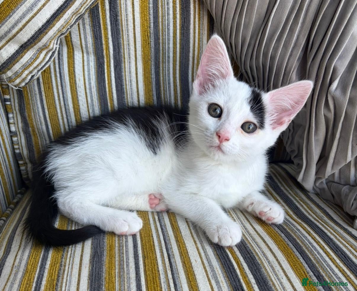 Mixed Breed cats Fluffy Maine coon ragdoll mix kittens ❤️ - Advert 2
