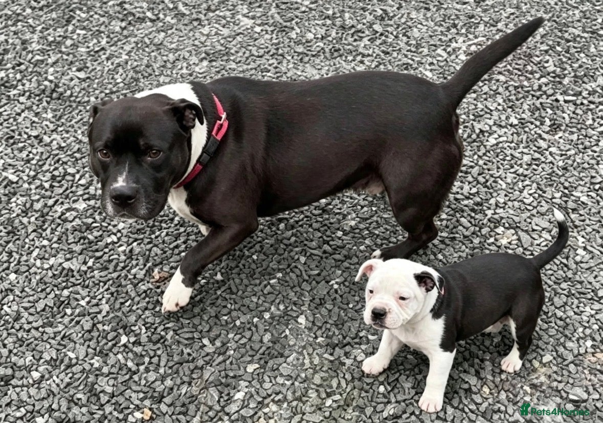 Staffordshire Bull Terrier dogs Adorable pied female staff puppy  - Advert 1