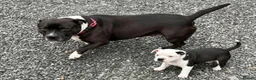Staffordshire Bull Terrier dogs for sale: Adorable pied female staff puppy  - Advert 1