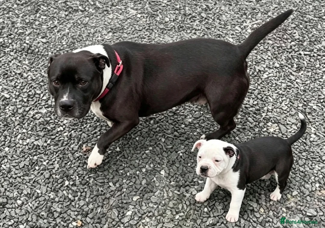 Staffordshire Bull Terrier dogs for sale: Adorable pied female staff puppy  - Advert 1