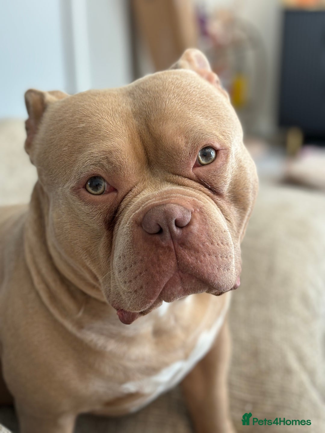 American Bully dogs for stud:  PROVEN💯Pocket/Micro American Bully🦍KUJO - Stud - Image 7