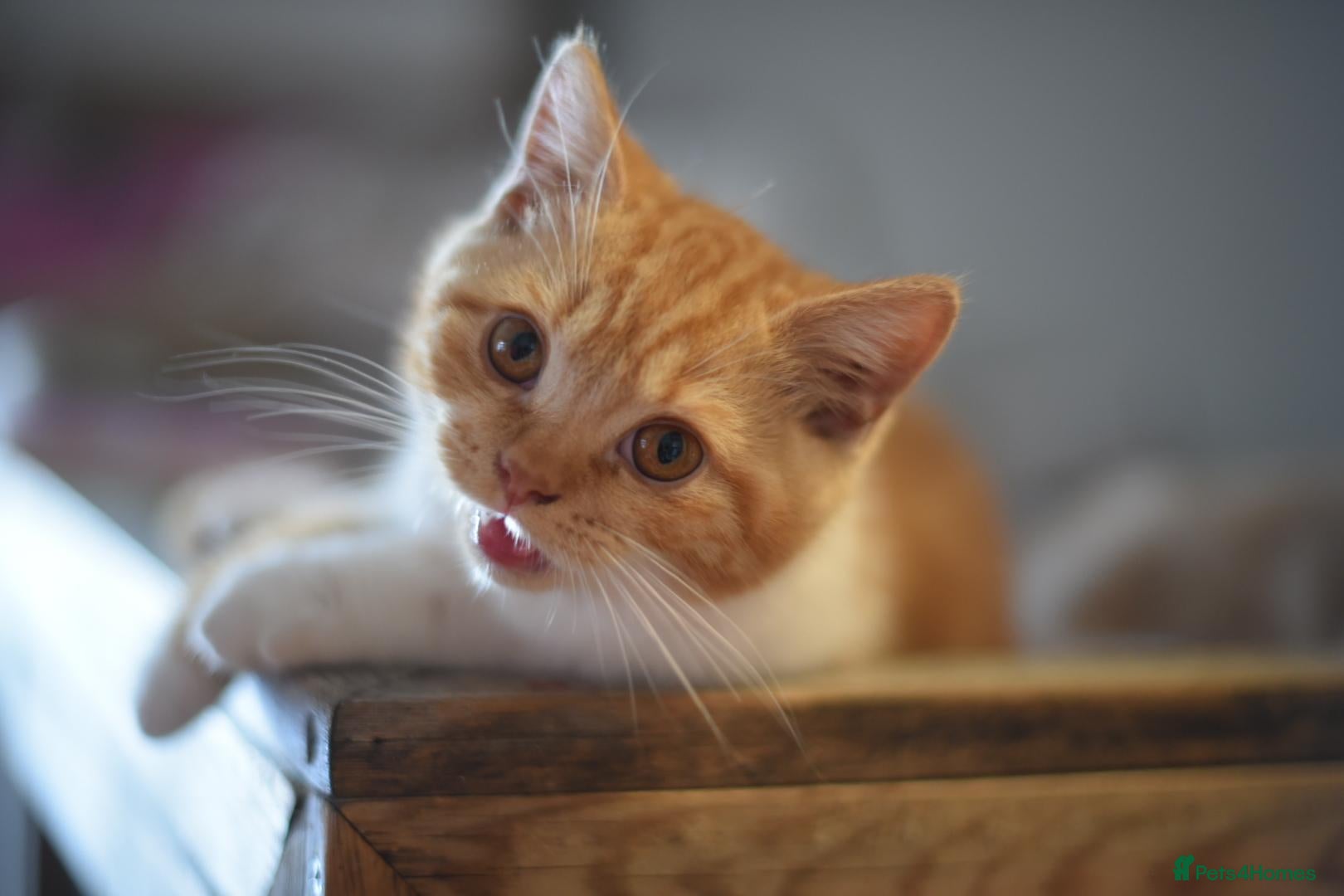 British Shorthair cats Gccf reg British Shorthair - Ready Now - Advert 2