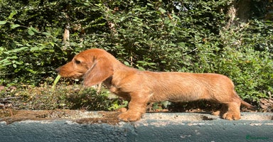 Miniature Dachshund dogs - Advert 4