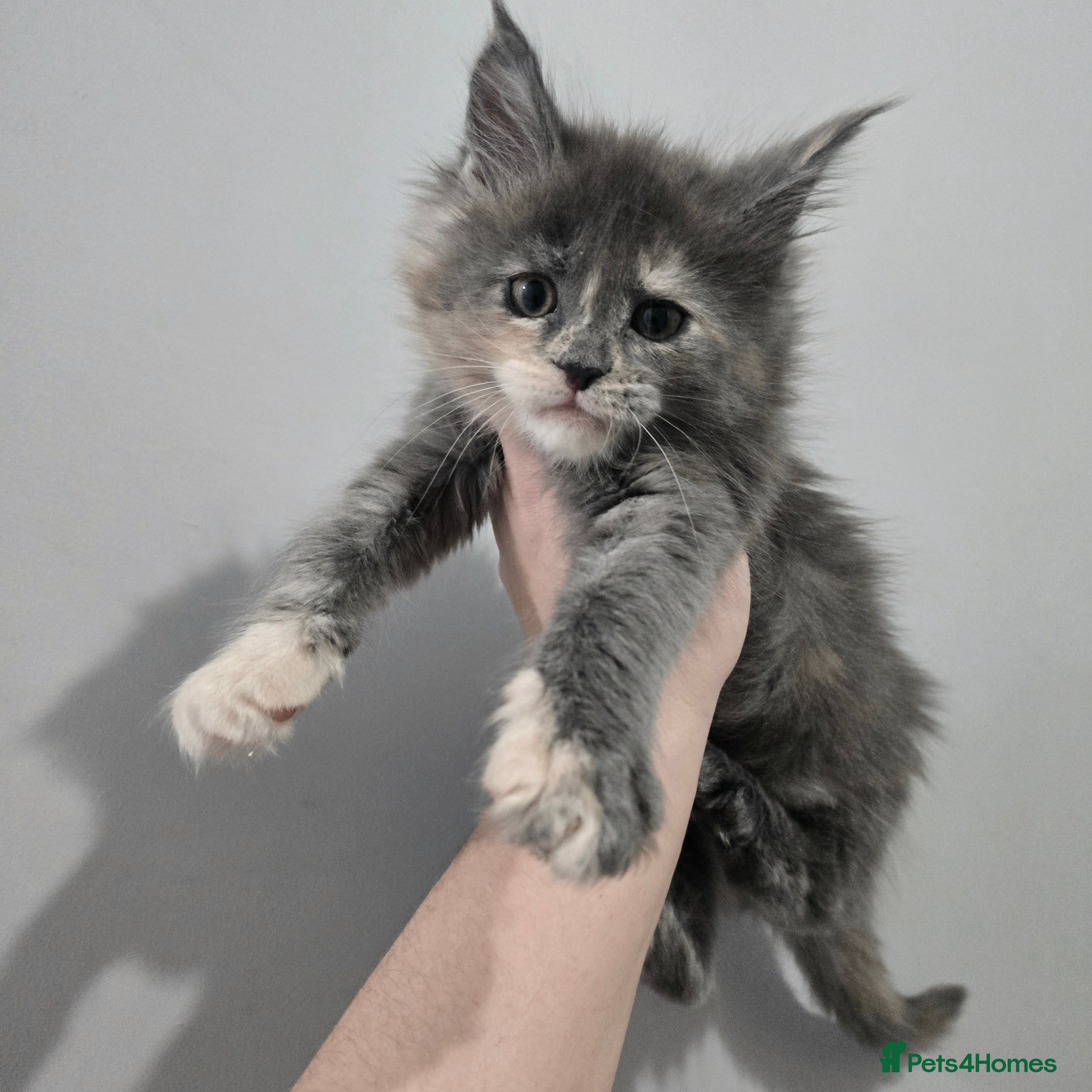 Maine Coon cats Last female tica registered available  - Advert 15
