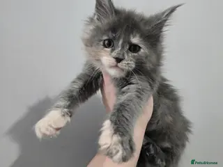 Maine Coon cats Last female tica registered available - Advert 15