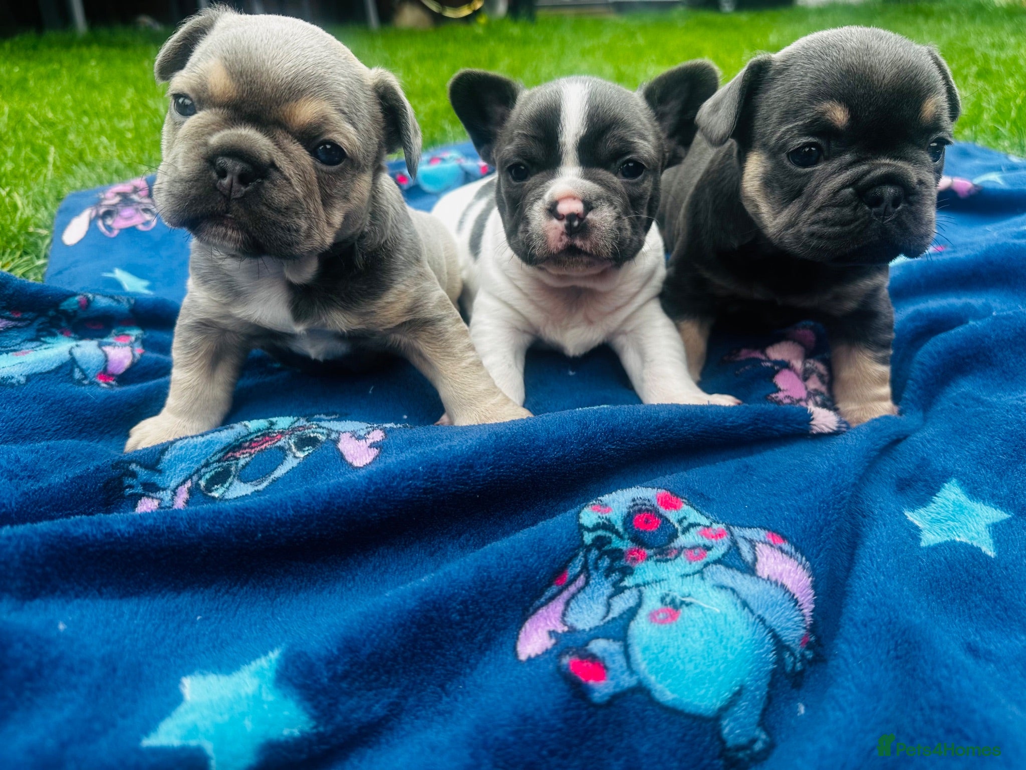French Bulldog dogs ✨ Exceptional French Bulldog Puppies ✨ - Advert 3