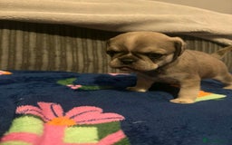 Frug dogs for sale: 3 frug puppies looking for there forever homes. - Advert 15