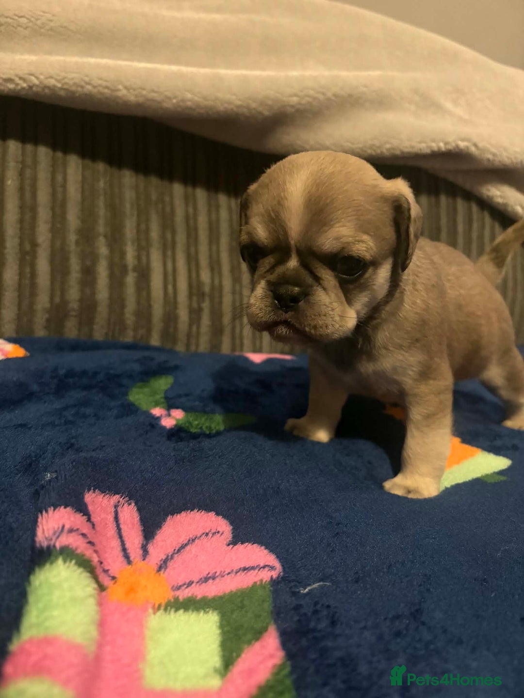 Frug dogs for sale: 3 frug puppies looking for there forever homes. - Advert 15