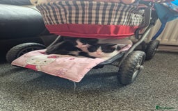 Mixed Breed cats for sale: 4 black and white kittens - Image 3