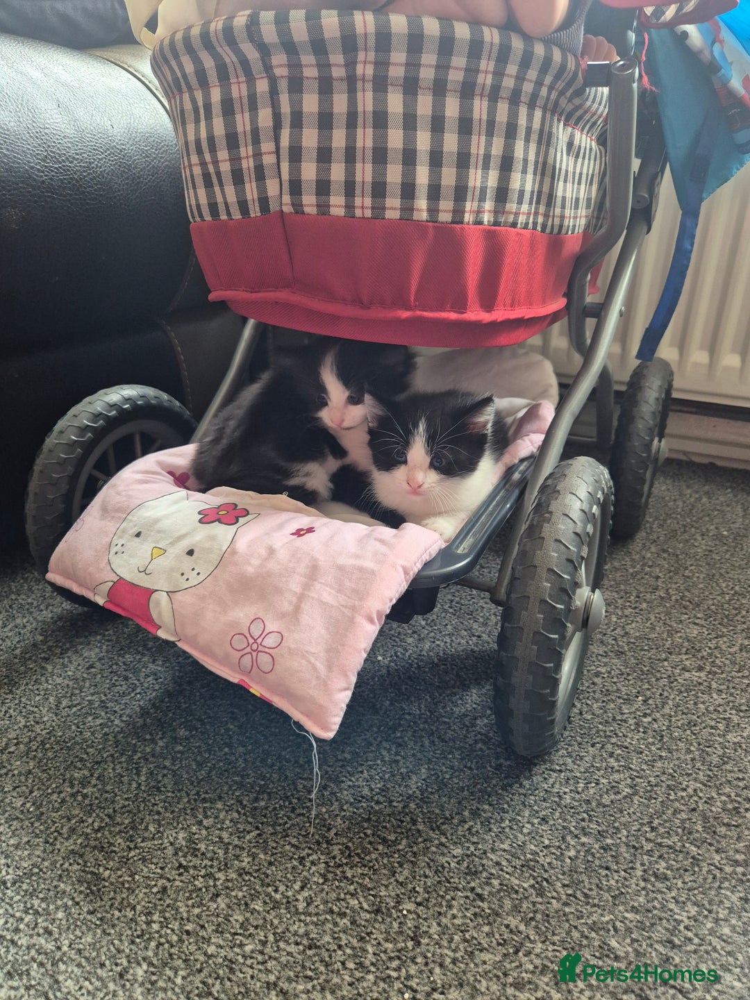 Mixed Breed cats for sale: 4 black and white kittens - Image 3