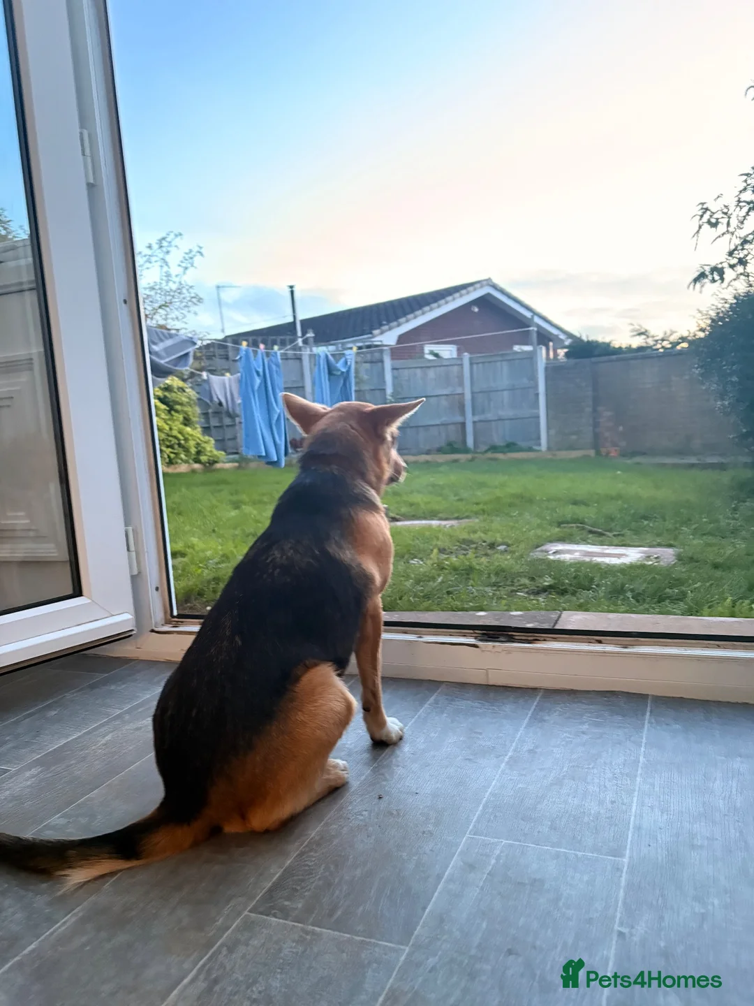 Welsh Collie dogs for sale: Nellie the sheepdog -  **  in Colwyn Bay - Advert 1