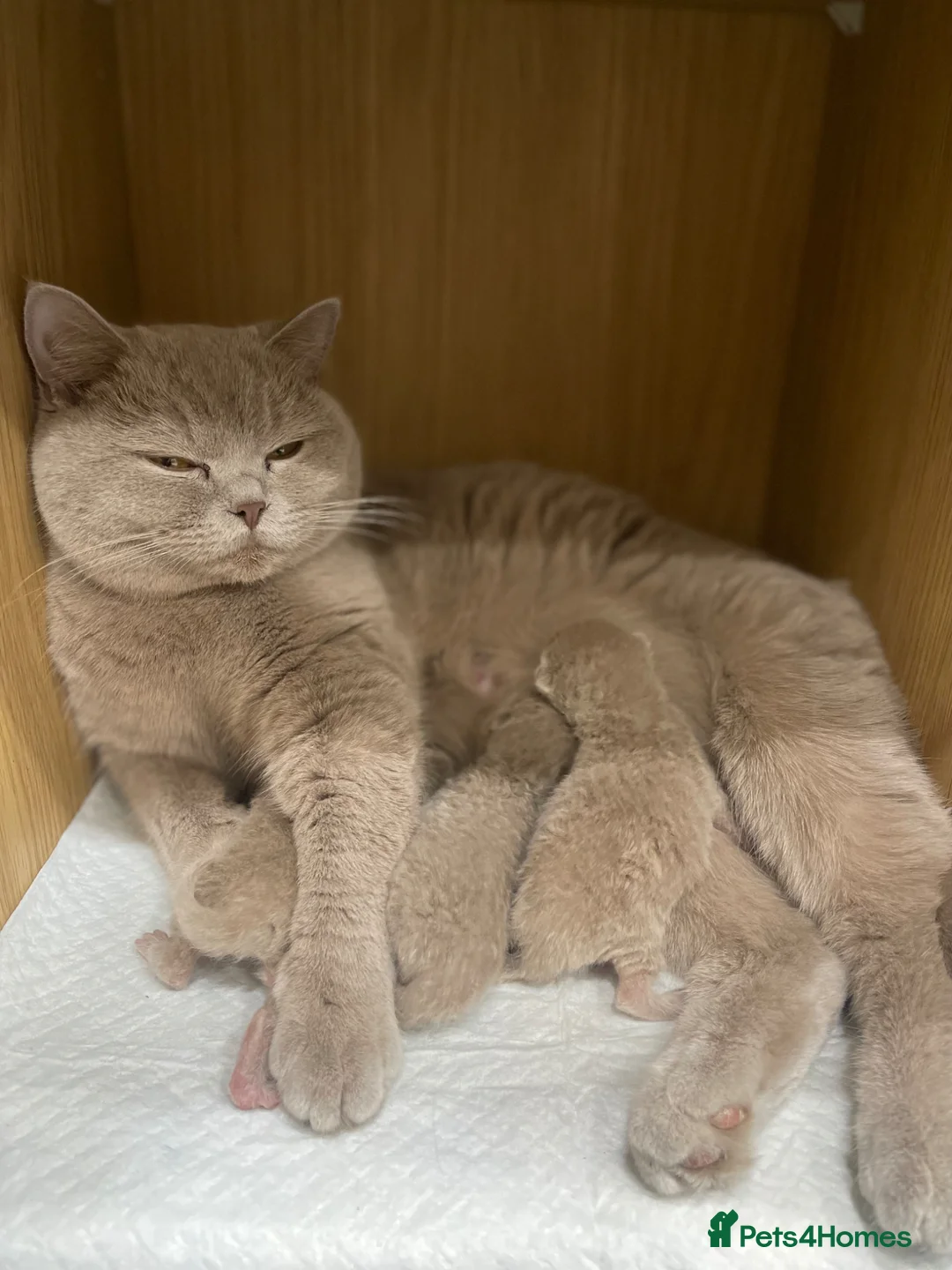 British Shorthair cats for sale: 🐾Lilac British Shorthair Kittens🐾 - Advert 2
