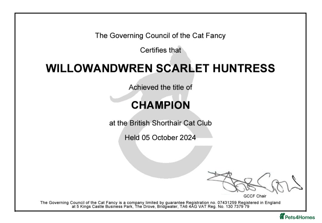 British Shorthair cats for sale: Gccf champion line rare fawn bsh kittens - Image 16