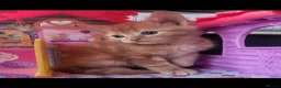 Domestic Shorthair cats for sale: 5 sweet and playful kittens  - Advert 6
