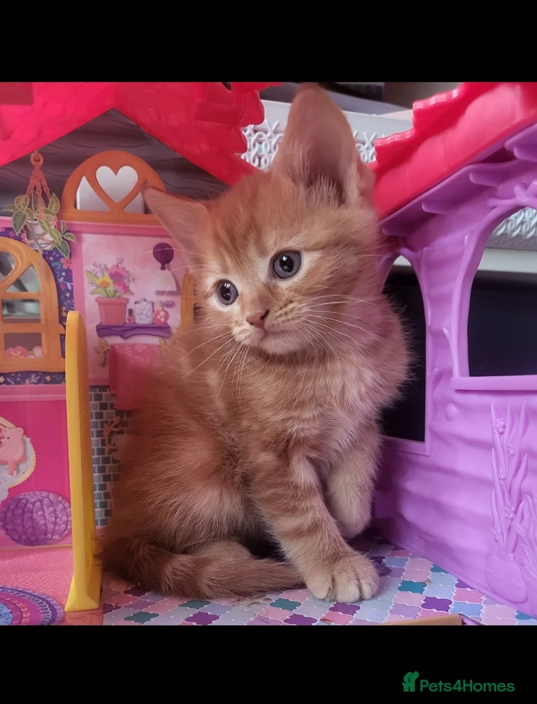 Domestic Shorthair cats for sale: 5 sweet and playful kittens  - Advert 6