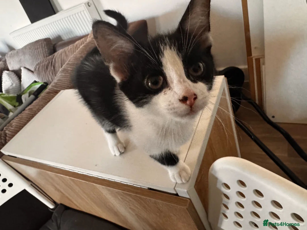 Mixed Breed cats for sale: Beautiful young male cat  - Advert 2
