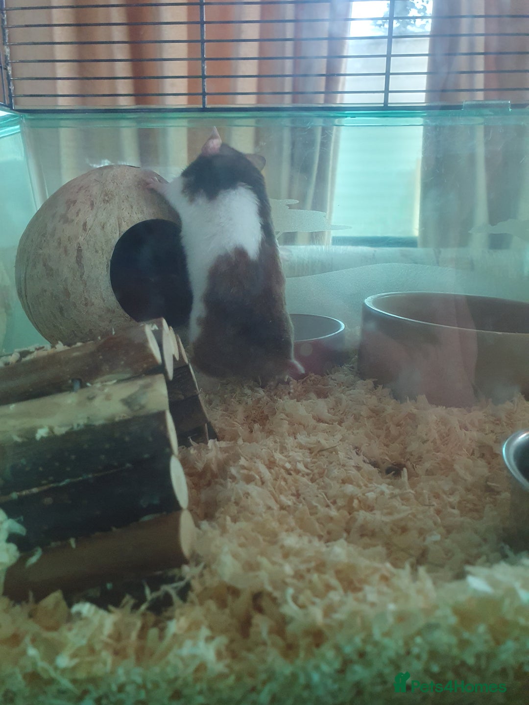 Hamster rodents for sale: 'Oreo' Syrian Hamster + Home/Accessories  - Image 4