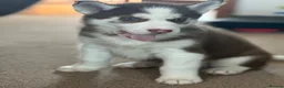 Siberian Husky dogs for sale: Beautiful Husky Puppies in Wells - Advert 3
