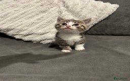 Mixed Breed cats for sale: 4 gorgeous kittens ready for amazing homes  - Advert 9